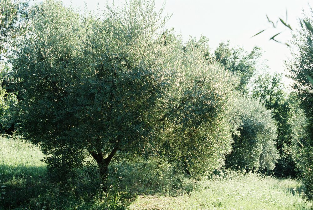 olive-grove-umbria-italy