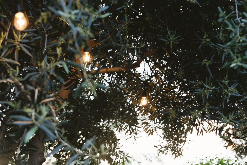 garden-string-lights-in-olive-tree