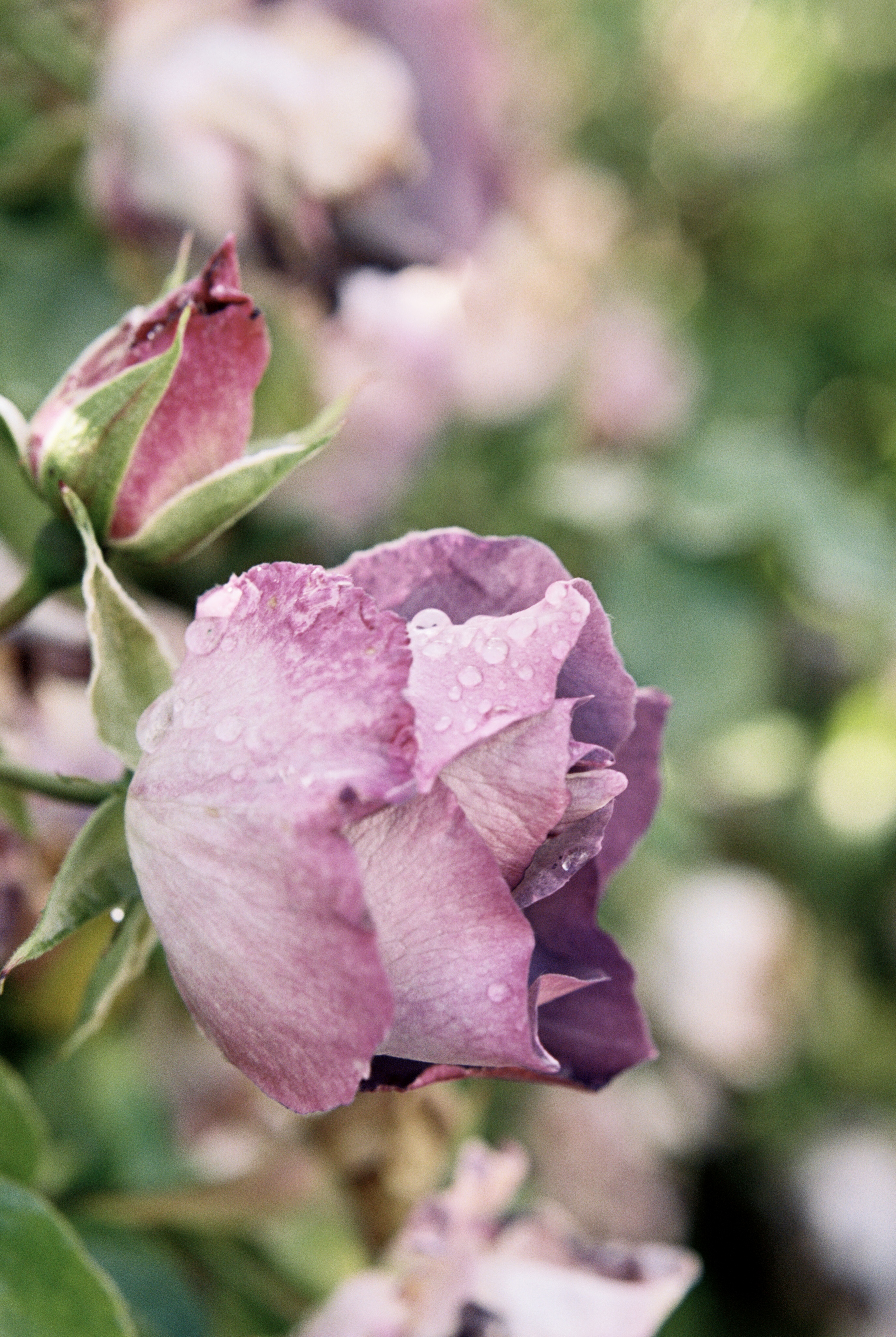 mauve-rose-in-cotswolds-village-with-dew