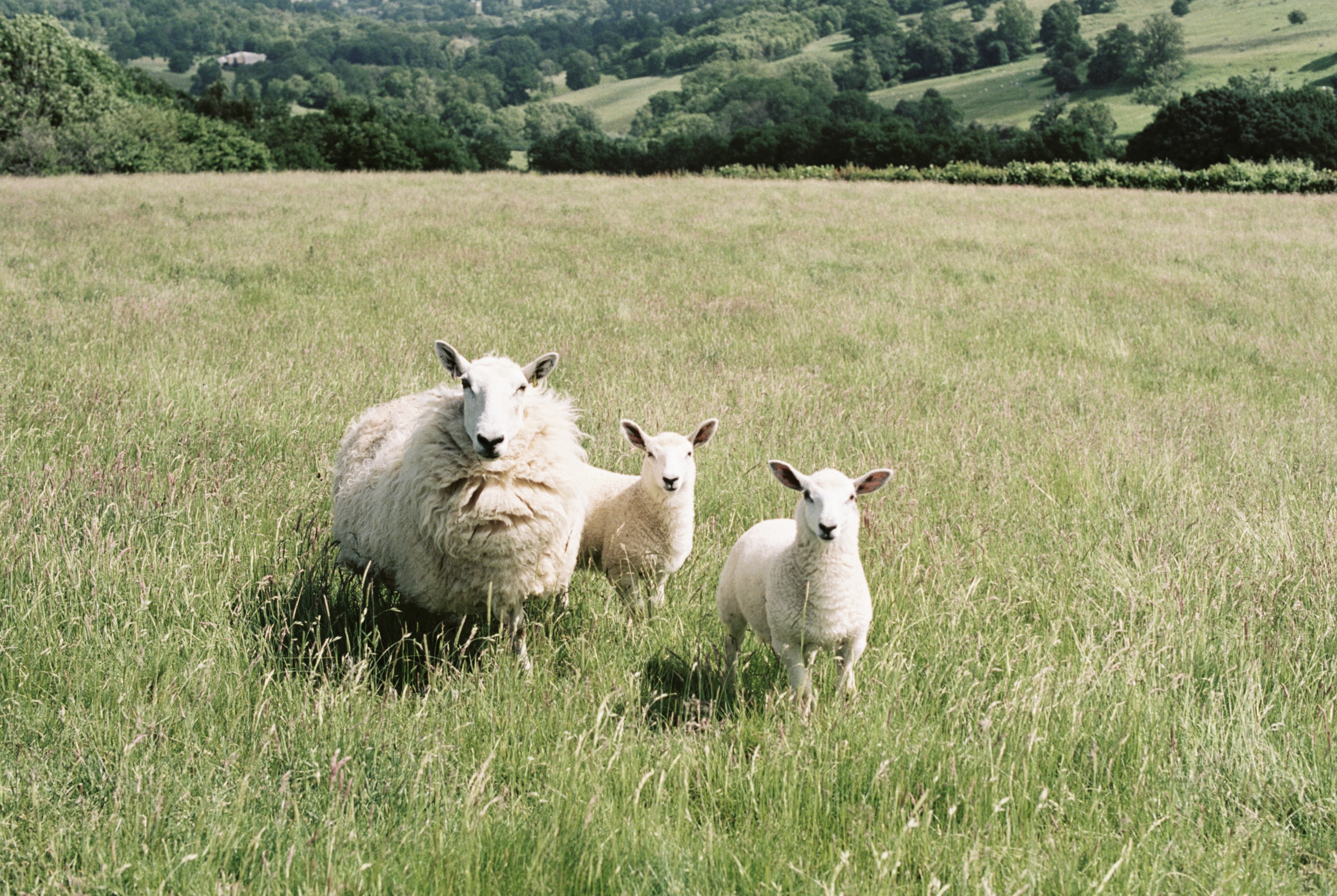 Sheep-on-cotswolds-hillside